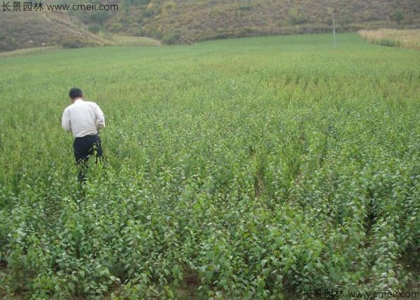 杏樹種子發芽出苗圖片