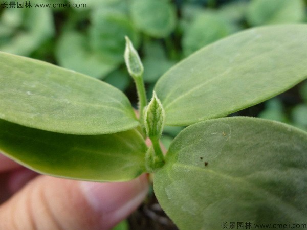 哈密瓜種子發(fā)芽出苗圖片