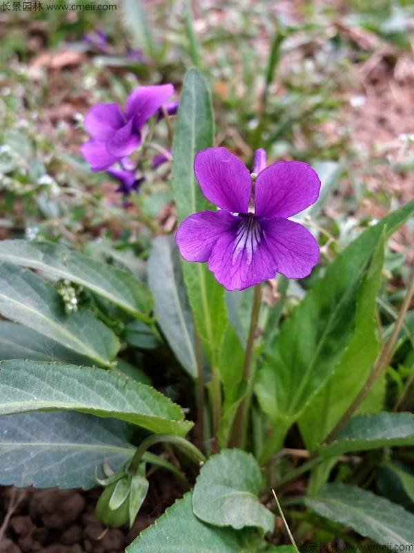 紫花地丁種子發芽出苗開花圖片