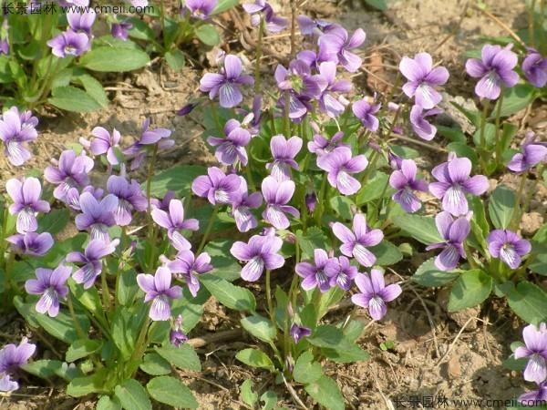 紫花地丁種子發芽出苗開花圖片