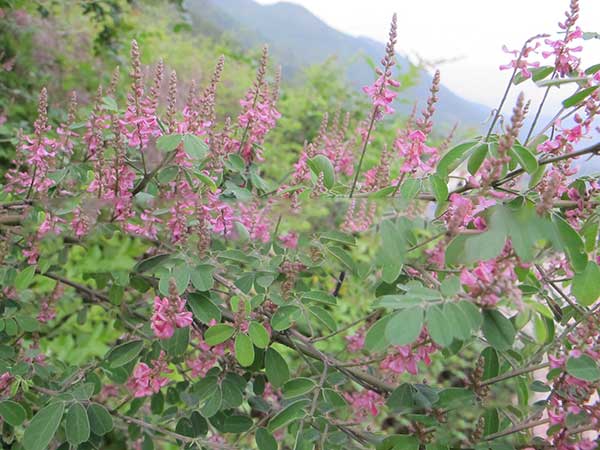 多花木蘭種子發芽出苗圖片