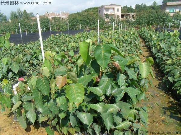 菩提樹種子發芽出苗圖片