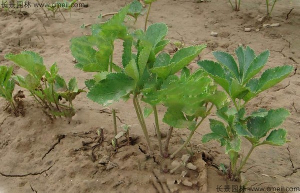 白芷種子發芽出苗圖片