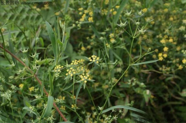 柴胡種子發芽出苗開花圖片