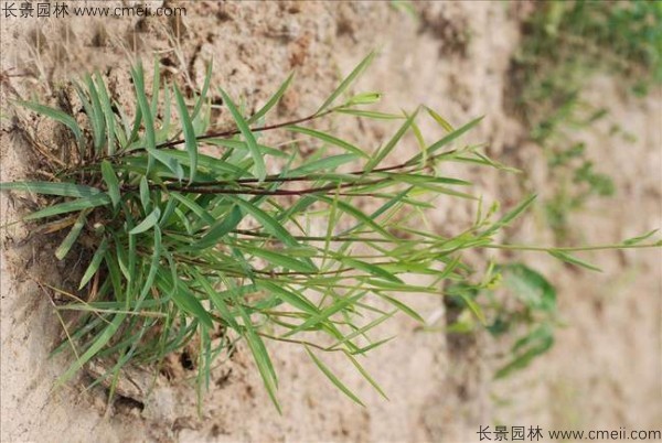 柴胡種子發芽出苗開花圖片