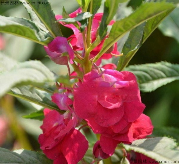 鳳仙花種子發(fā)芽出苗開(kāi)花圖片