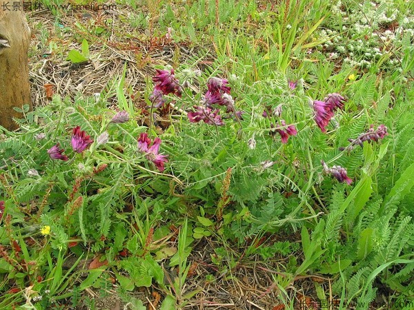 光葉紫花苕種子發芽出苗圖片