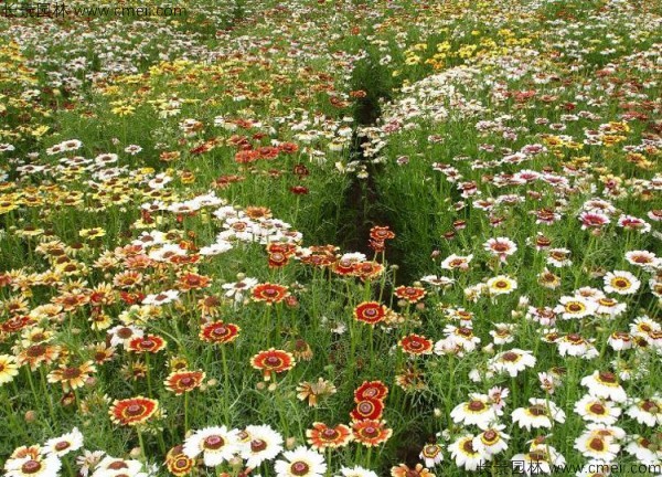 花環菊種子發芽出苗圖片