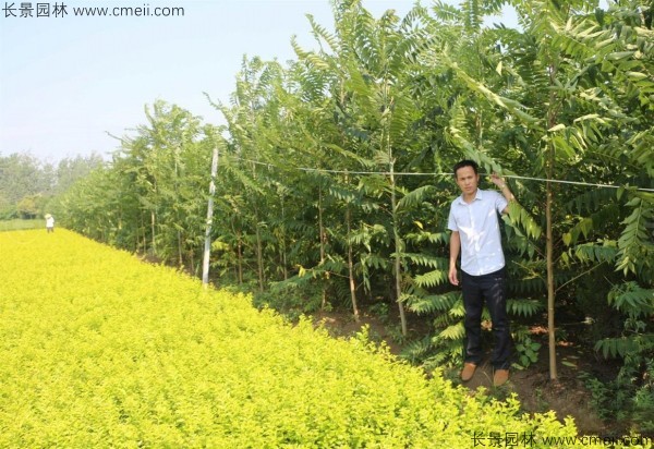 火炬樹種子發芽出苗圖片