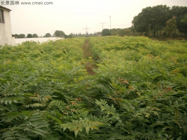 欒樹種子發芽出苗圖片