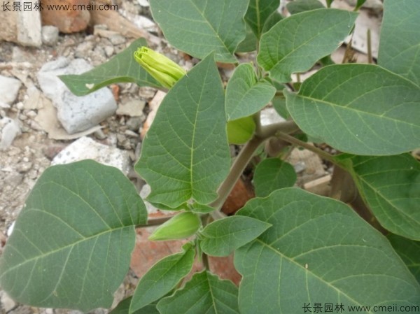 曼陀羅種子發芽出苗開花圖片