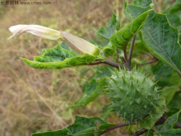 曼陀羅種子發芽出苗開花圖片