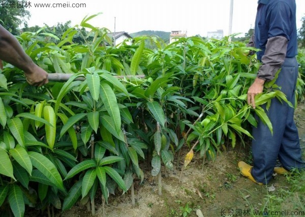 芒果種子發芽出苗圖片