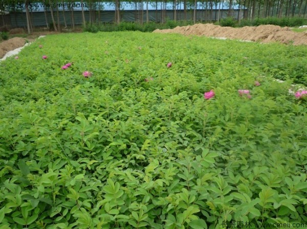 正宗玫瑰花種子發芽出苗圖片