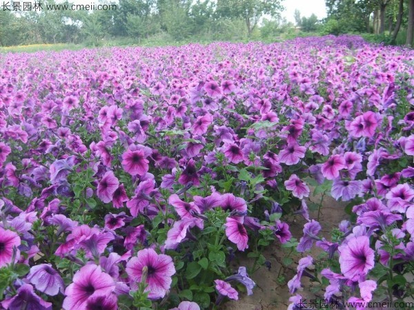 牽牛花種子發(fā)芽出苗開花圖片