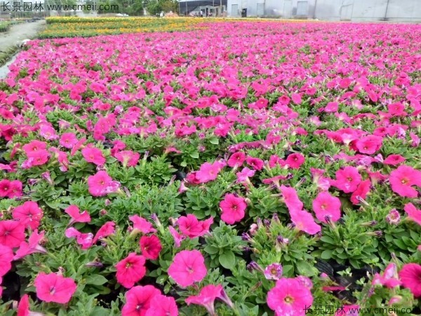 牽牛花種子發(fā)芽出苗開花圖片