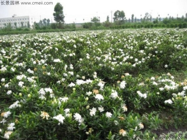 梔子花種子發芽出苗圖片