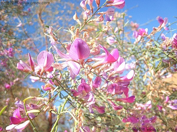 花棒開(kāi)花圖片