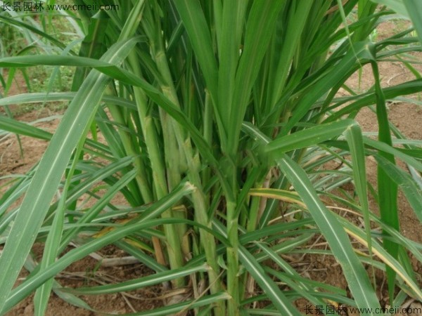 象草種子發芽出苗圖片