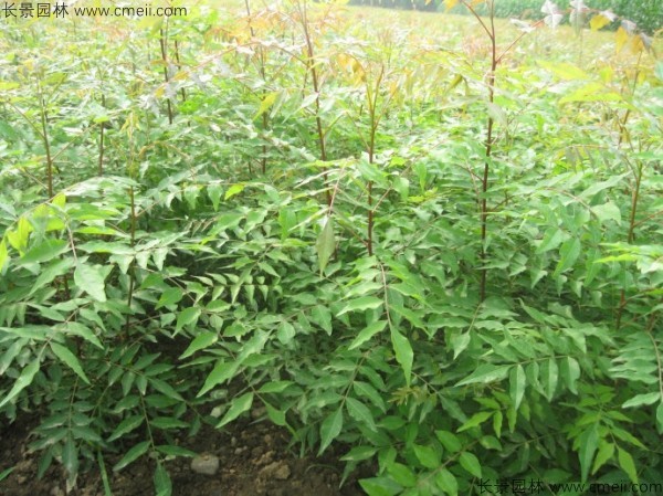 黃連木種子發(fā)芽出苗圖片