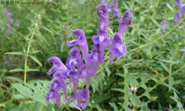 黃芩種子發芽出苗開花圖片