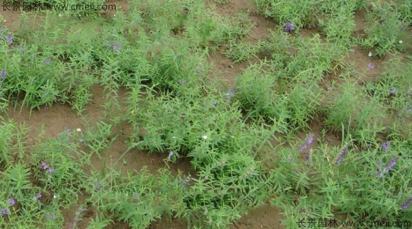 黃芩種子發芽出苗開花圖片