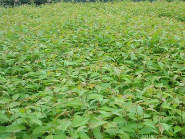 雞冠刺桐種子發(fā)芽出苗開(kāi)花圖片