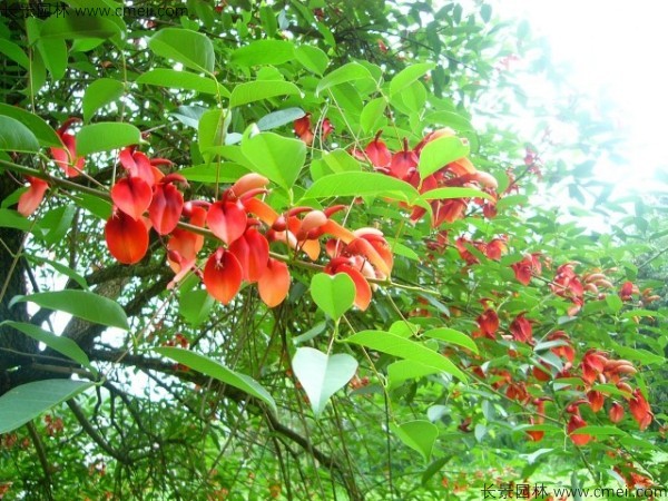 雞冠刺桐種子發(fā)芽出苗開(kāi)花圖片