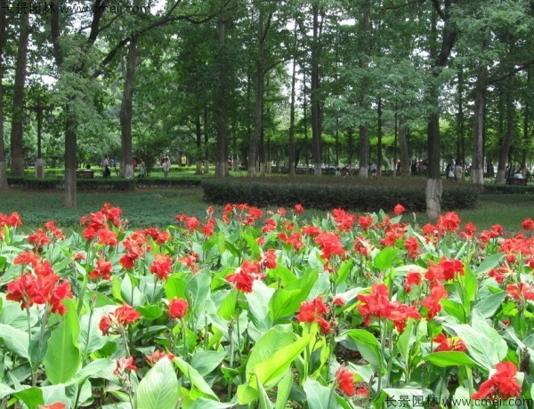 美人蕉種子發(fā)芽出苗開(kāi)花圖片