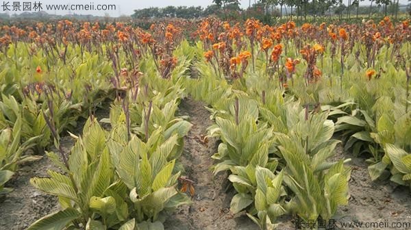 美人蕉種子發(fā)芽出苗開(kāi)花圖片