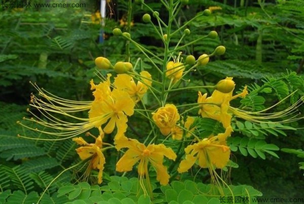 洋金鳳開花圖片