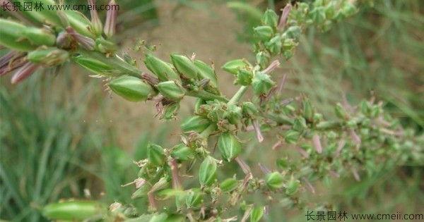 知母種子發(fā)芽出苗圖片