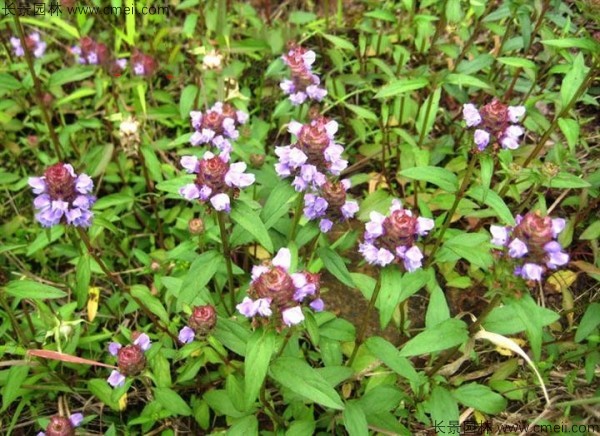 夏枯球種子發(fā)芽出苗開花圖片