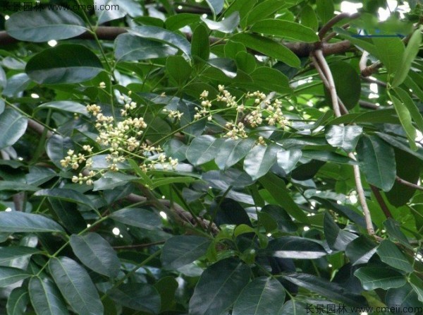 桃花心木種子發芽出苗圖片