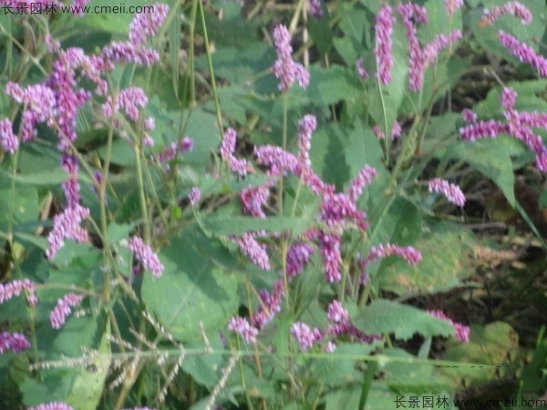 水紅花種子發(fā)芽出苗開(kāi)花圖片