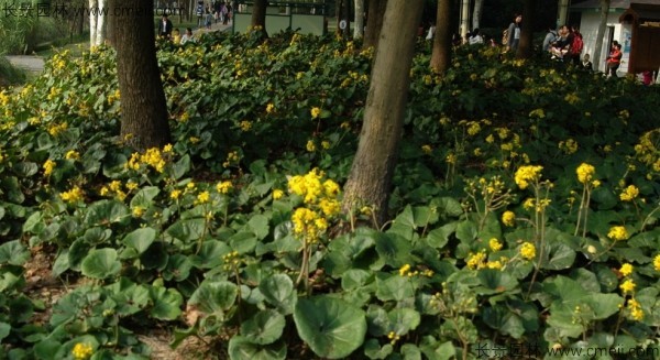 大吳風草種子發芽出苗開花圖片