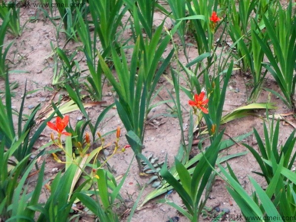 射干種子發芽出苗開花圖片