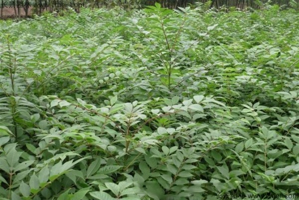 黃柏種子發芽出苗圖片