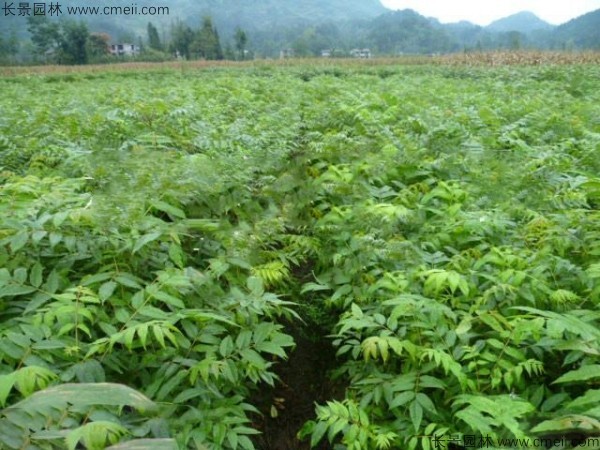 黃柏種子發芽出苗圖片