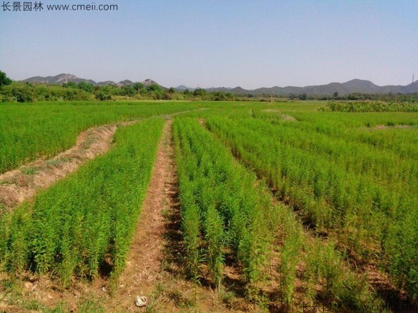 落羽杉種子發芽出苗圖片