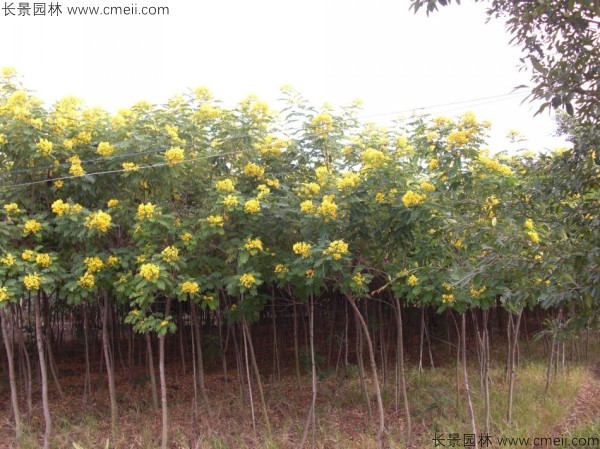 黃花槐種子發芽出苗開花圖片