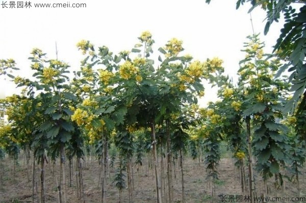 黃花槐種子發芽出苗開花圖片