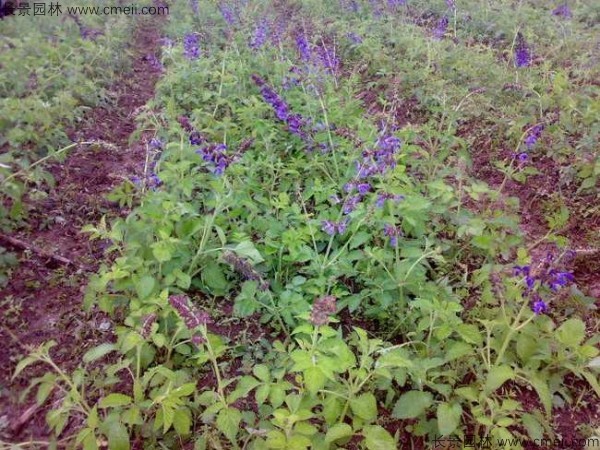 丹參種子發芽出苗開花圖片