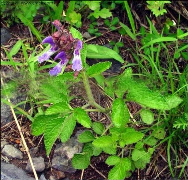 丹參種子發芽出苗開花圖片