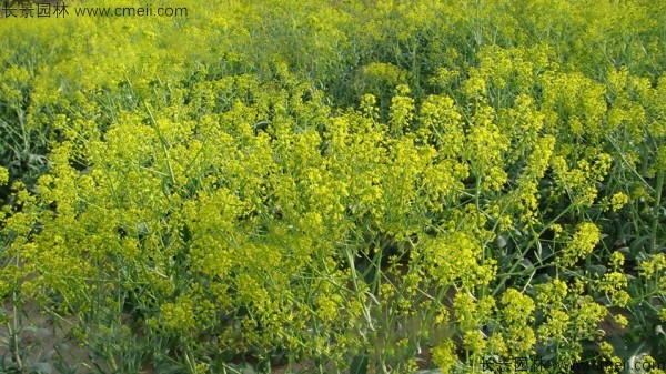 板藍根種子發芽出苗開花圖片