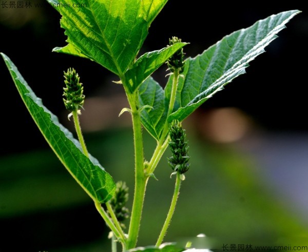 補骨脂種子發芽出苗開花圖片