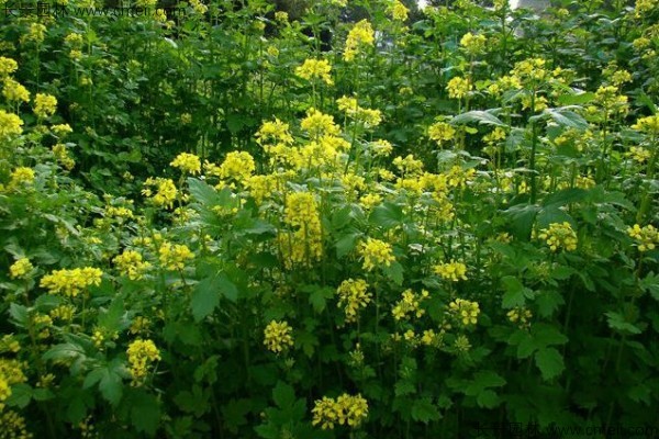 白芥子種子發芽出苗開花圖片