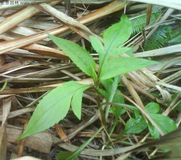 敗醬草種子發芽出苗圖片