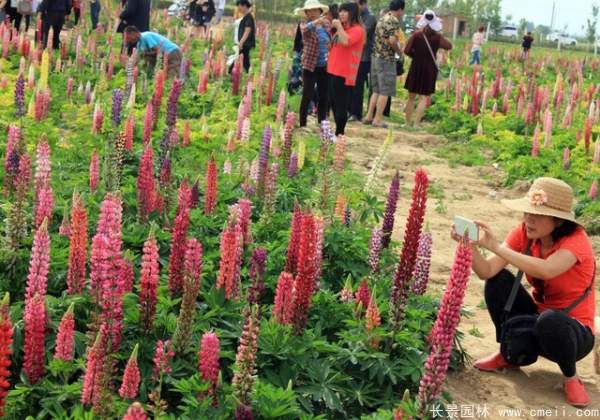 羽扇豆種子發芽出苗開花圖片