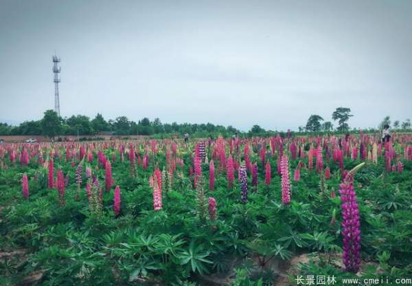 羽扇豆種子發芽出苗開花圖片